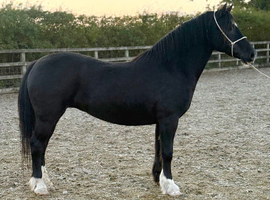 Welsh d mare