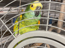 Double yellow headed Amazon (male)