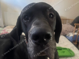 Rehome my beautiful Great Dane