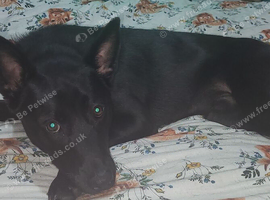 Male Belgian malinois x Huskey