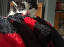Kittens