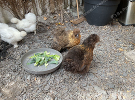 Silkies
