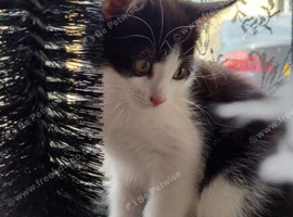 Rehoming kitten