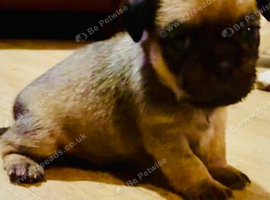 Jug Pup