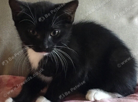 9 week old kittens