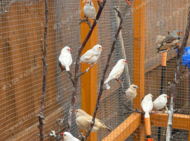 Zebra finches mixed