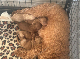 Cavapoo puppies