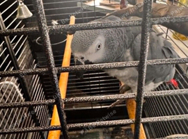 9 Year old African Gray