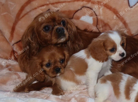 Beautiful Cavalier King Charles
