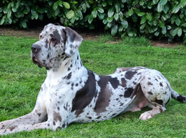 Proven and extensively health tested great dane stud