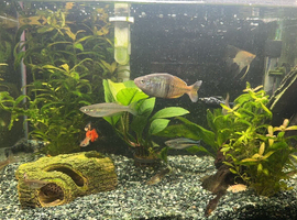 60 litre fish tank