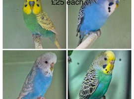 Budgies available