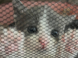 4 kittens available