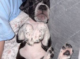 Puppy