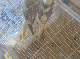 Cockatiel with free big cage