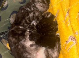 TONKINESE CROSS KITTENS