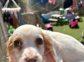Puppies for sale