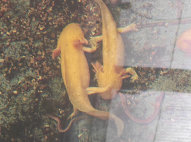 Axolotl