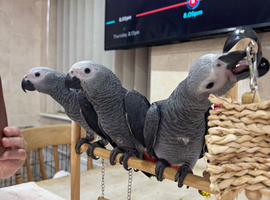 Baby african greys