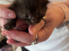 Beautiful black kitten for sale.