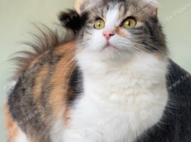 Calico girl