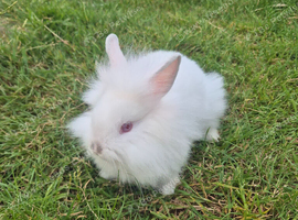 Lionhead buns ready for there loving homes