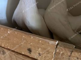 Full White indian fantail pair