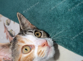 Female kitten
