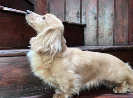 PROVEN MINIATURE PRA CLEAR KC CREAM LONG HAIRED DACHSHUND