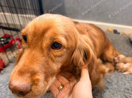 READY DEC 16 th Cocker spaniel puppies