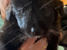 Bearded collie cross border collie pups