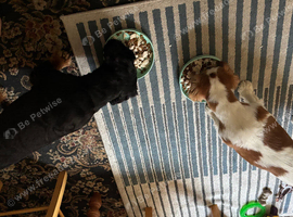 King Charles cavalier