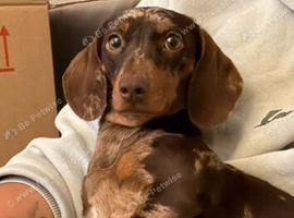 Beautiful female dachshund
