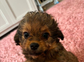 Beautiful F1 Chipoo girls looking for their forever families.