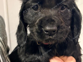 4 beautiful cocker spaniel
