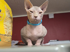 Male sphynx