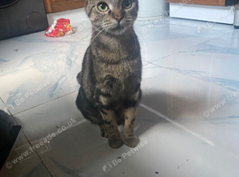 Female cat