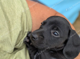 SOLID BLACK MINI DACHSHUNDS READY NOW