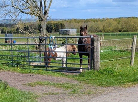 Searching for equine services in Ormskirk