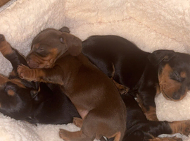 4 gorgeous miniature dachshund puppies