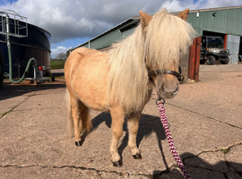Lottie - Palomino Filly