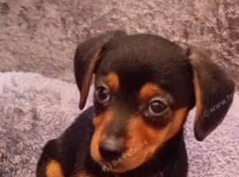 Dachshund x yorkshire terrier