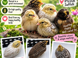 Unsexed Chinese painted quail chicks