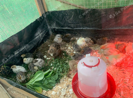 coturnix quail / Japanese Quail