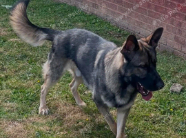Selling a German Shepherd [1 YR OLD]