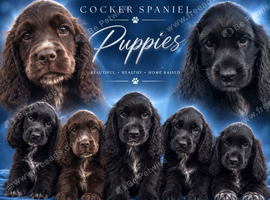 Cocker Spaniel Puppies