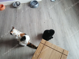 Kittens looking for there forever homes