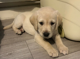 Golden Labrador pup
