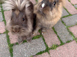 Lion head rabbits