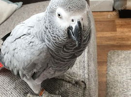 Polly parrot